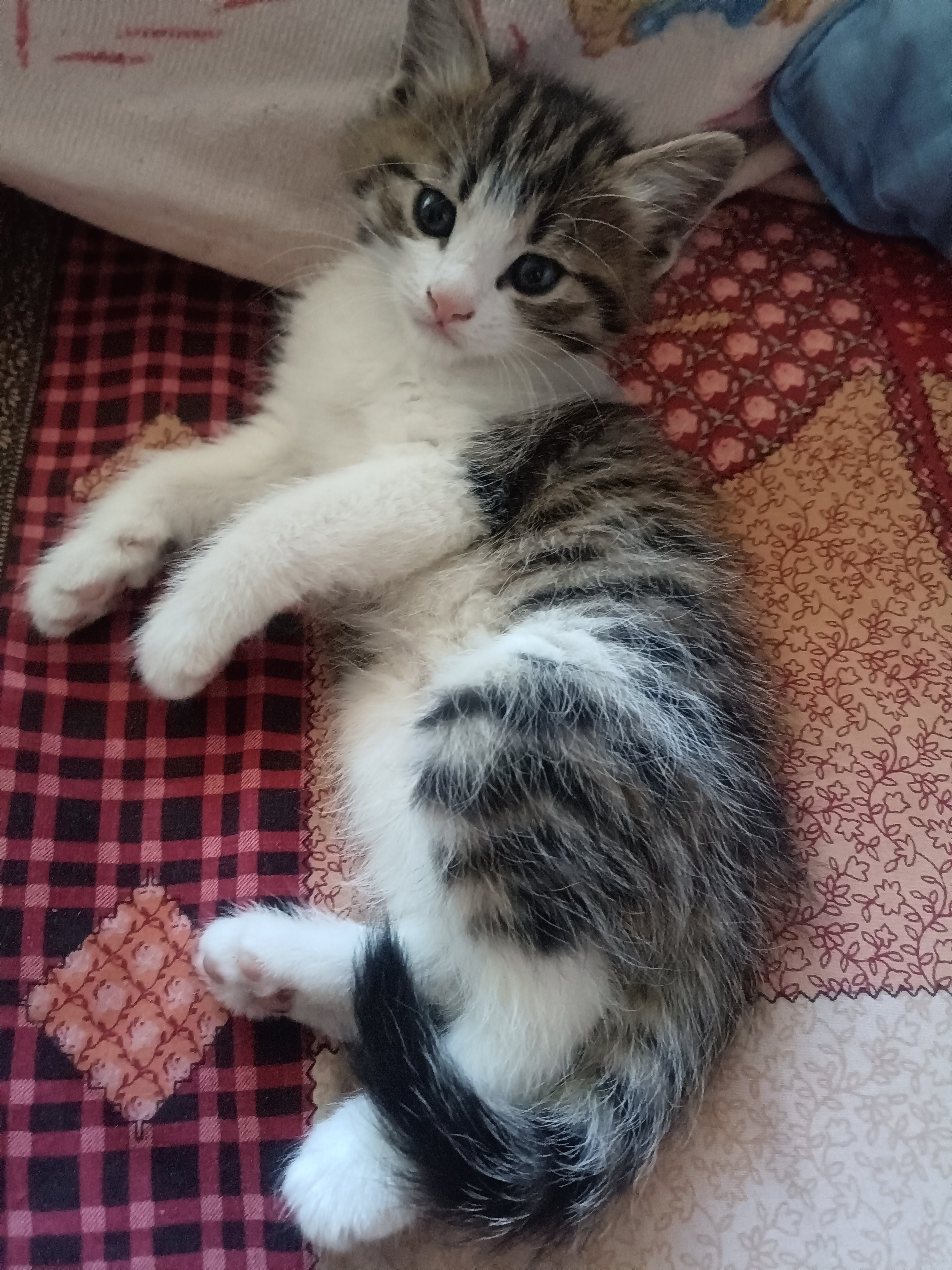 普通三花公猫